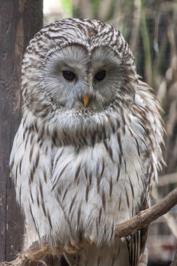 Ural baykuş (Strix uralensis) bir dala tünemiştir. Ural baykuşu büyük bir gece baykuşudur.. 