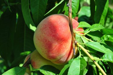 Şeftali ağacı üzerinde