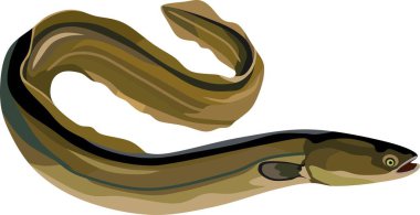 Yılan Balığı Balık Suyu Hayvan Vektörü