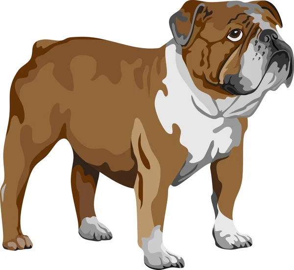Bulldog Sällskapsdjur Däggdjur Vektor — Stock vektor