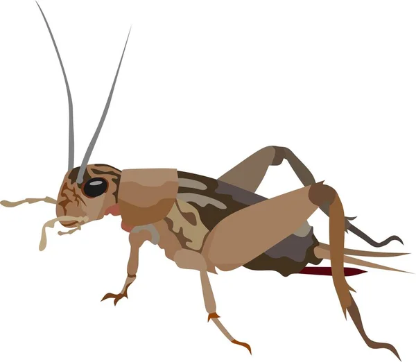 Cricket Insecto Animal Vector — Vector de stock