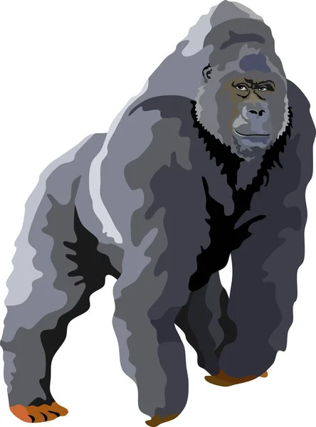 Goril Büyük Memeli Hayvan Vektörü — Stok Vektör