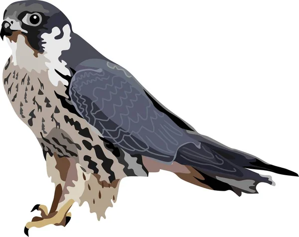 Goshawk Bird Анимальный Вектор — стоковый вектор
