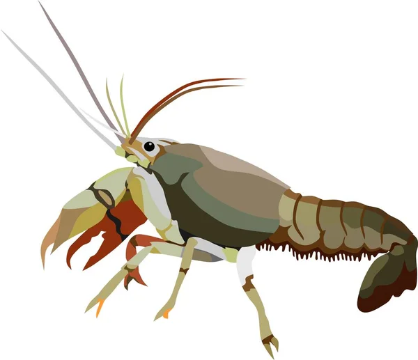 Lobster Water Animal Vector — Stock Vector
