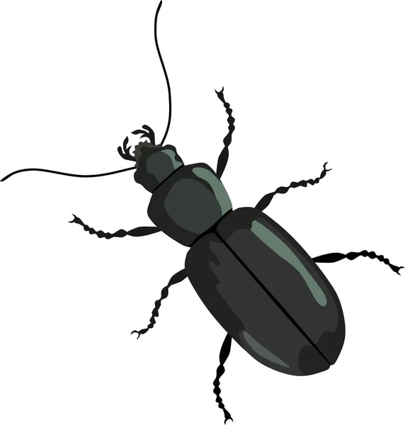 Escarabajo Negro Insecto Animal Vector — Vector de stock