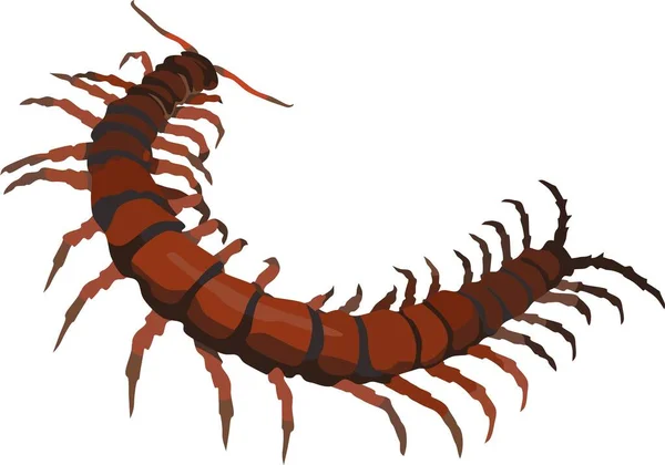 Centipede Chilopoda Animal Vector Illustration - Stok Vektor