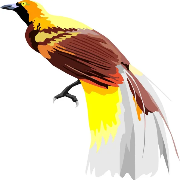 Paradise Bird Animal Vector Ilustración — Archivo Imágenes Vectoriales