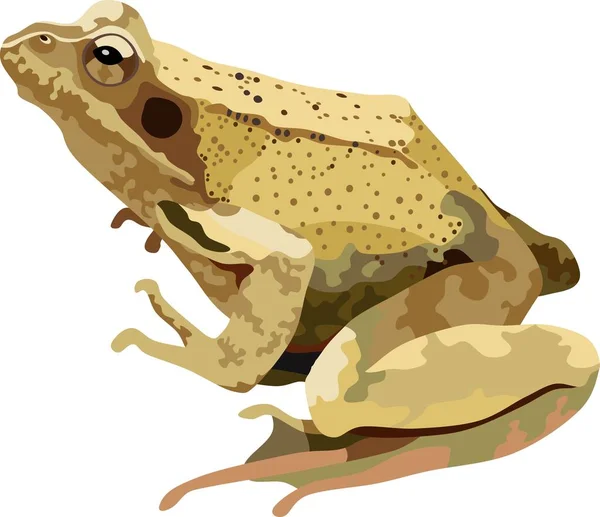 Brown Frog Reptile Animal Vector — Vetor de Stock