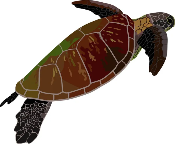 Havssköldpadda Reptil Marina Djur Vektor — Stock vektor