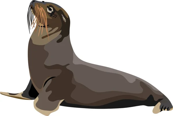 Seals Marine Mammal Animal Vector — Stock Vector