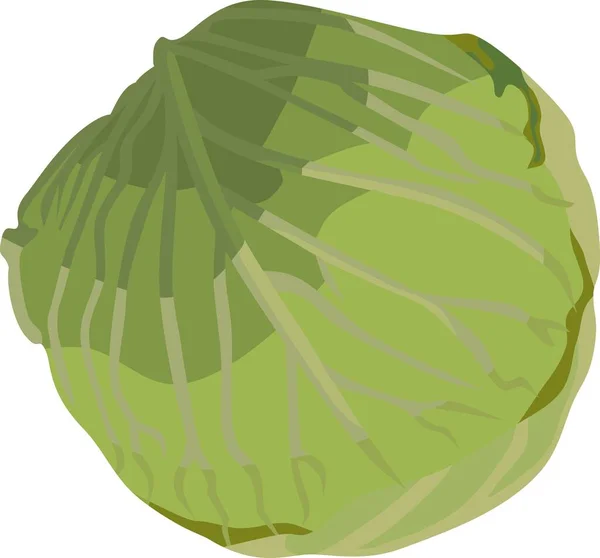 Green Cabbage Vegetable Plant Vector Illustration — Stockvector