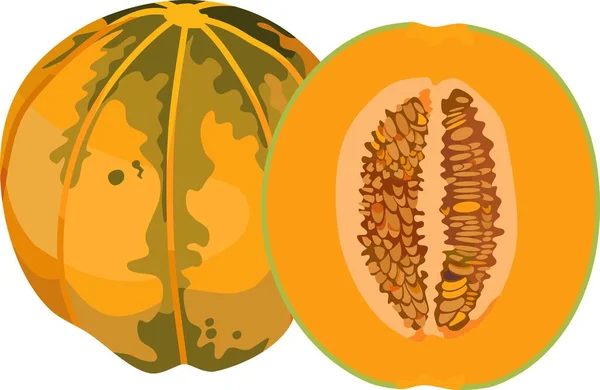 Cantaloupe Melon Vegetable Plant Vector Illustration — Wektor stockowy
