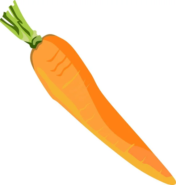 Εικονογράφηση Διάνυσμα Λαχανικών Καρότου — Διανυσματικό Αρχείο
