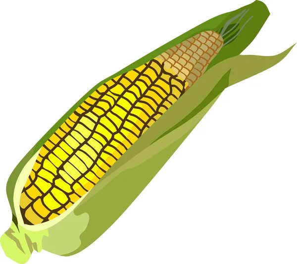 Corn Vegetable Plant Vector — Stock Vector