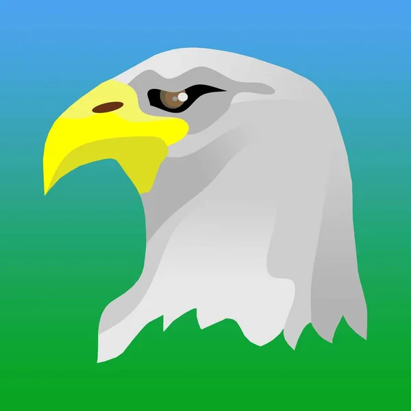 Eagle Head Bird Animal Illustration — Stock Photo, Image