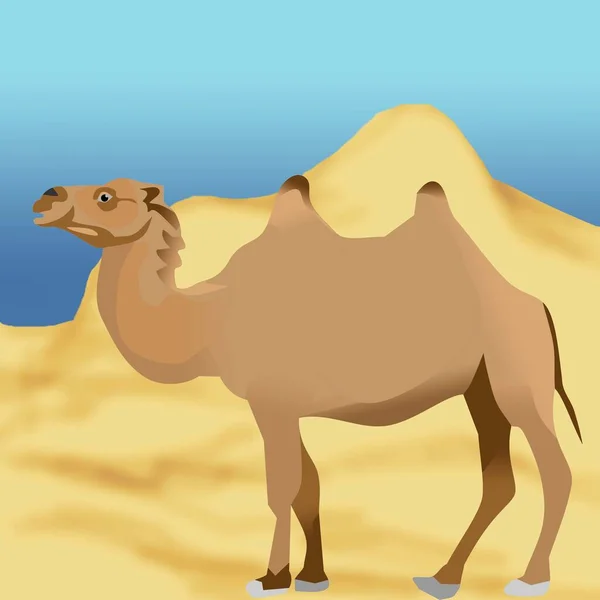 Kamel Säugetier Heißes Dessert — Stockfoto