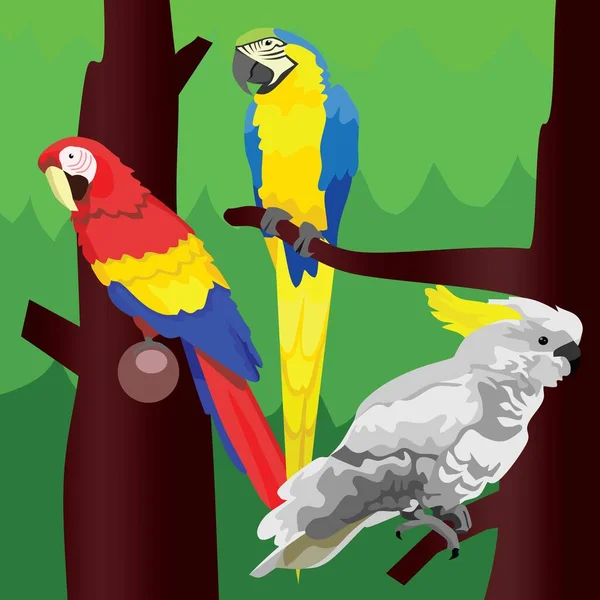 Pássaros Coloridos Papagaio Cacatua Animal — Fotografia de Stock