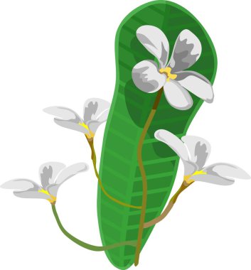 Beyaz Plumeria Çiçek Bitki Vektörü