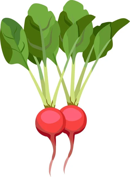 Röd Rädisa Vegetabilisk Växtvektor — Stock vektor