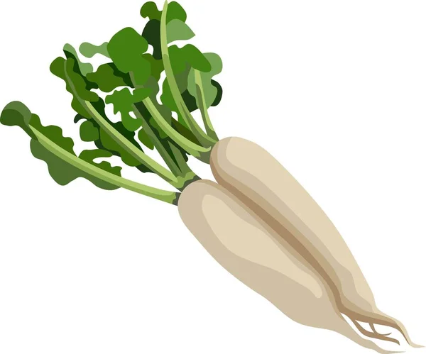 White Radish Vegetable Plant Vector — Stock Vector