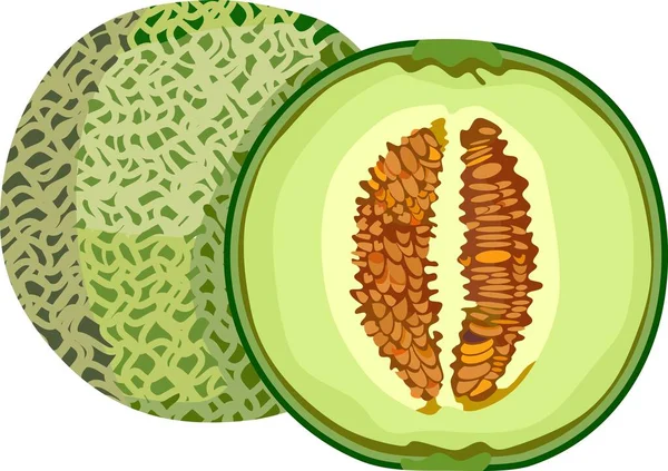 Rock Melon Fruit Plant Vector — Stock Vector