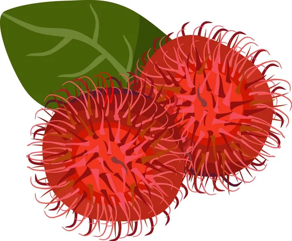 Rambutan Vecteur Plantes Fruitières — Image vectorielle