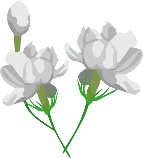 Jasmin Fleur Vecteur Plantes — Image vectorielle
