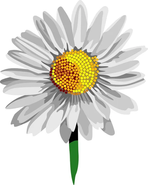 白いデイジーの花の植物ベクトル — ストックベクタ