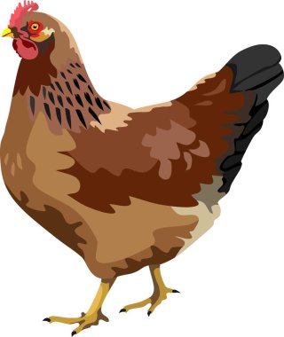 Tavuk Kuşu Hayvan Vektörü