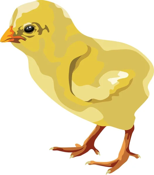 Kleine Gelbe Küken Tiervogel — Stockvektor