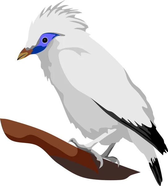 Bali Mynah Bird Animal Vector — Image vectorielle