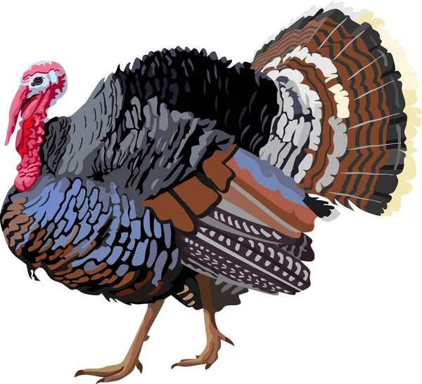 Oiseau Turquie Vecteur Animal — Image vectorielle