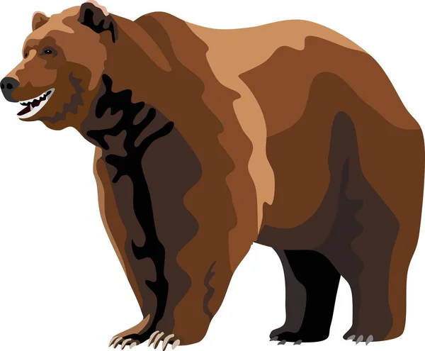 Barna Medve Emlős Állati Vektor — Stock Vector