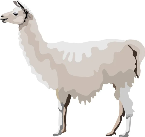 Llama Blanca Mamífero Granja Animal Vector — Vector de stock