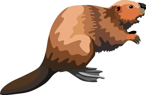 褐海狸哺乳动物动物病媒 — 图库矢量图片