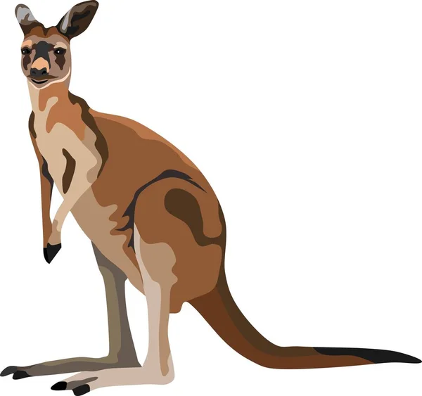 Kangaroo Mammal Animal Vector — Stock Vector