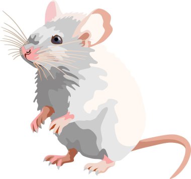 Beyaz Fare Memeli Hayvan Vektörü