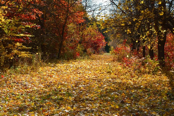 Road Park Yellow Trees Autumn — Stock Photo, Image