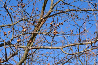 Meşe ağacında meşe palamudu