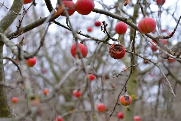 秋には枝にりんご — ストック写真