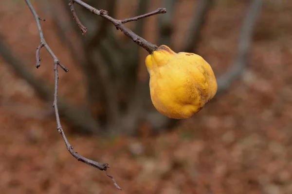 One Yellow Quince Fruit Branch — Stock Photo, Image