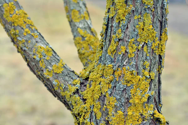 Разноцветный Лишайник Коре Дерева — стоковое фото