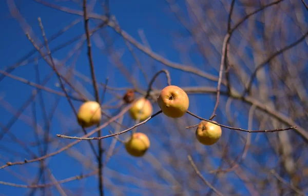 Apples Branches Autumn — Stock Photo, Image