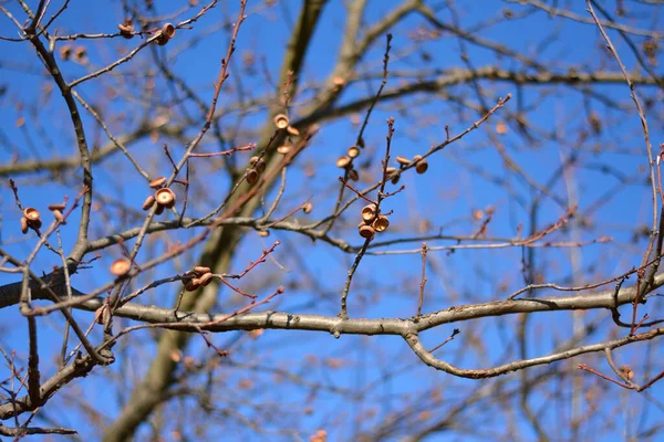 Acorns Oak Tree — Stock Photo, Image