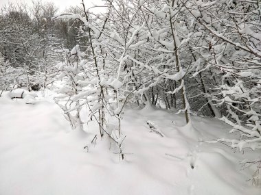 snow-covered bushes and trees in winter, a lot of snow