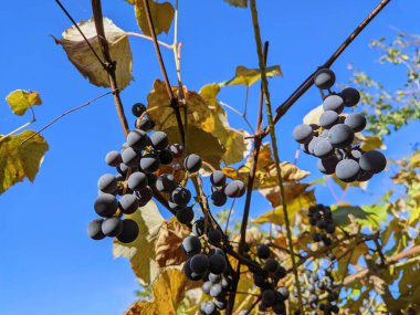 bunches of blue ripe grapes on the branches on the background of the sky in autumn