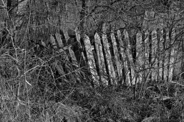 abandoned fence made of wood blacl and white photo