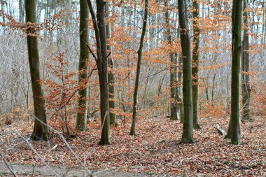 view of the trunks of hornbeam trees in autumn