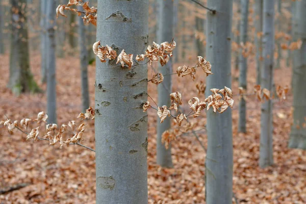 Ветка Дуба Желтыми Листьями Лесу — стоковое фото