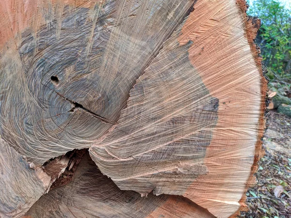 Ствол Срубленного Дерева Кольцами — стоковое фото